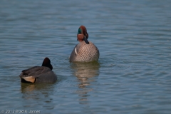 Green-wingedTeal_Showing_Off_for_the_Ladies_Port_Aransas_Texas