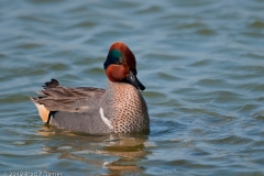 Green-winged_Teal_Close_up_Aranasas_Pass_Texas