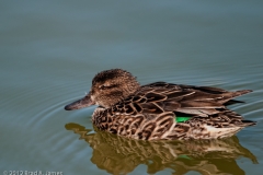 Green-winged_Teal_Female_Port_Aransas