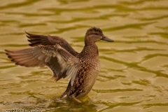 Green-winged_Teal_Female_Wing_Spread