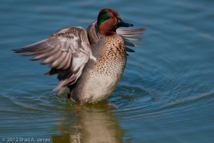 Green-winged_Teal_Flapping_Wings_Port_Aransas