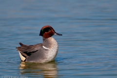 Green-winged_Teal_Puffed_Port_Aransas_Texas