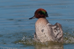 Green-winged_Teal_Thrashing_Port_Aransas_Texas