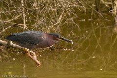 Green_Heron_Baytown