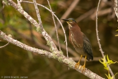 Green_Heron_Brazos_Bend_State_Park_Texas