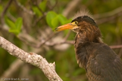 Green_Heron_Juvenile_Everglades_National_Park_Florida