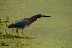 Green_Heron_Ready_to_Strike_Brazos_Bend_State_Park_Texas