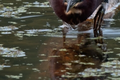 Green_Heron_Stalking_Brazos_Bend_State_Park