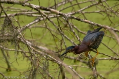 Green_Heron_Stalking_from_Tree_Brazos_Bend_State_Park_Texas