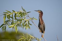 Green_Heron_Stretched_Everglades_National_Park_Florida