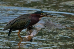 Green_Heron_Success_Brazos_Bend_State_Park