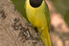 Green_Jay_Bentsen-_Rio_Grande_State_Park_Texas