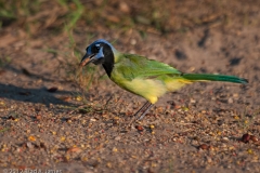 Green_Jay_Hazel_Bazemore_Park_Corpus_Christi_Texas