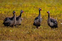 Guinea_Hens_Rockport_Texas