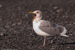 Gull_Rialto_Beach_Olympic_National_Park_Washington_Bored_with_photography