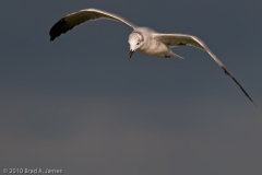 Gull_Scanning_Water_Mustang_Island_Texas