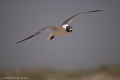 Gull_in_Flight_Padre_Island_National_Seashore