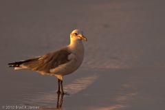 Gull_in_the_morning_Mustang_Island_Texas