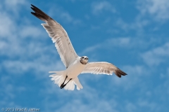 Gull_on_the_Wing_Padre_Island_National_Seashore