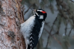 Hairy_Woodpecker_Yellowstone