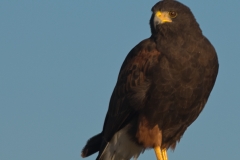 Harris_Hawk_Falcon_State_Park_Texas