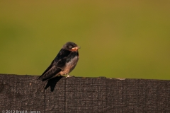 Highcroft_Farm_Barn_Swallow_Waiting_for_Breakfast_Lexington_Kentucky