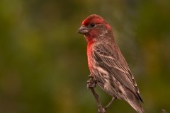 House_Finch_Austin_Texas