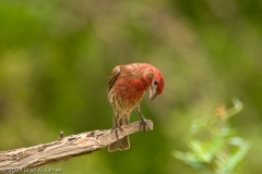 House_Finch_South_Llano_River_State_Park_Texas