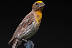 House_Finch_Yellow_Variant_Backyard_Austin_Texas