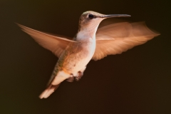 Hummingbird_Aranasas_Pass