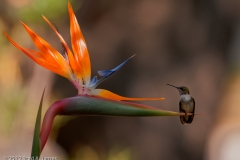 Hummingbird_Perched_on_Bird_of_Paradise_Aransas_Pass_Texas