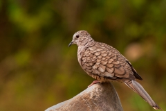 Inca_Dove_Rock_Perch_South_Llano_River_State_Park