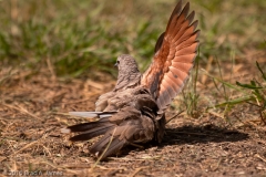 Inca_Dove_Wing_Stretch_South_Llano_River_State_Park