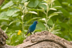 Indigo_Bunting_South_Llano_River_State_Park_Texas