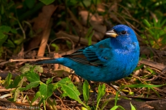 Indigo_Bunting_South_Padre_Island_Texas