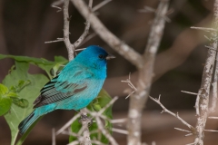 Indigo_Bunting_in_Tree_South_Padre_Island_Texas