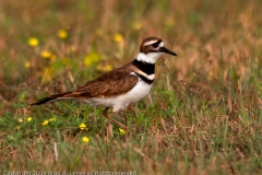 Killdeer_Rockport_Texas