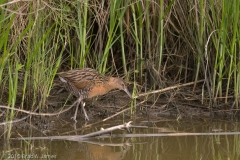 King_Rail_Anahuac_NWR_Texas