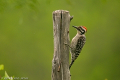 Ladder-backed_Woodpecker_South_Llano_River_State_Park_Texas