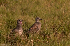 Laughing_Gull_Chicks_Rockport_Texas