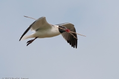 Laughing_Gull_Collecting_Nesting_Material_Rockport_Texas