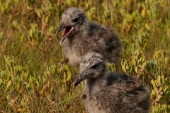 Laughing_Gull_Fledglings