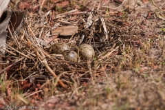 Laughing_Gull_Nest_Rockport_Texas