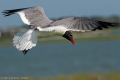 Laughing_Gull_Searching