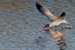 Laughing_Gull_South_Padre_Island_Texas