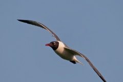 Laughing_Gull_in_Flight_Port_Aransas_Texas