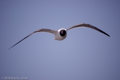 Laughing_Gull_in_Flight_Port_Aransas_Texas_1