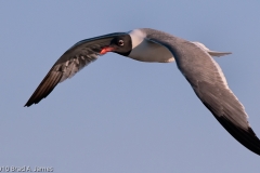 Laughing_Gull_on_the_Wing_South_Padre_Island_Texas