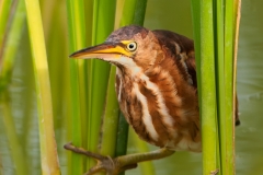 Least_Bittern_Aransas_Pass_Portrait