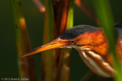 Least_Bittern_Head_Port_Aransas